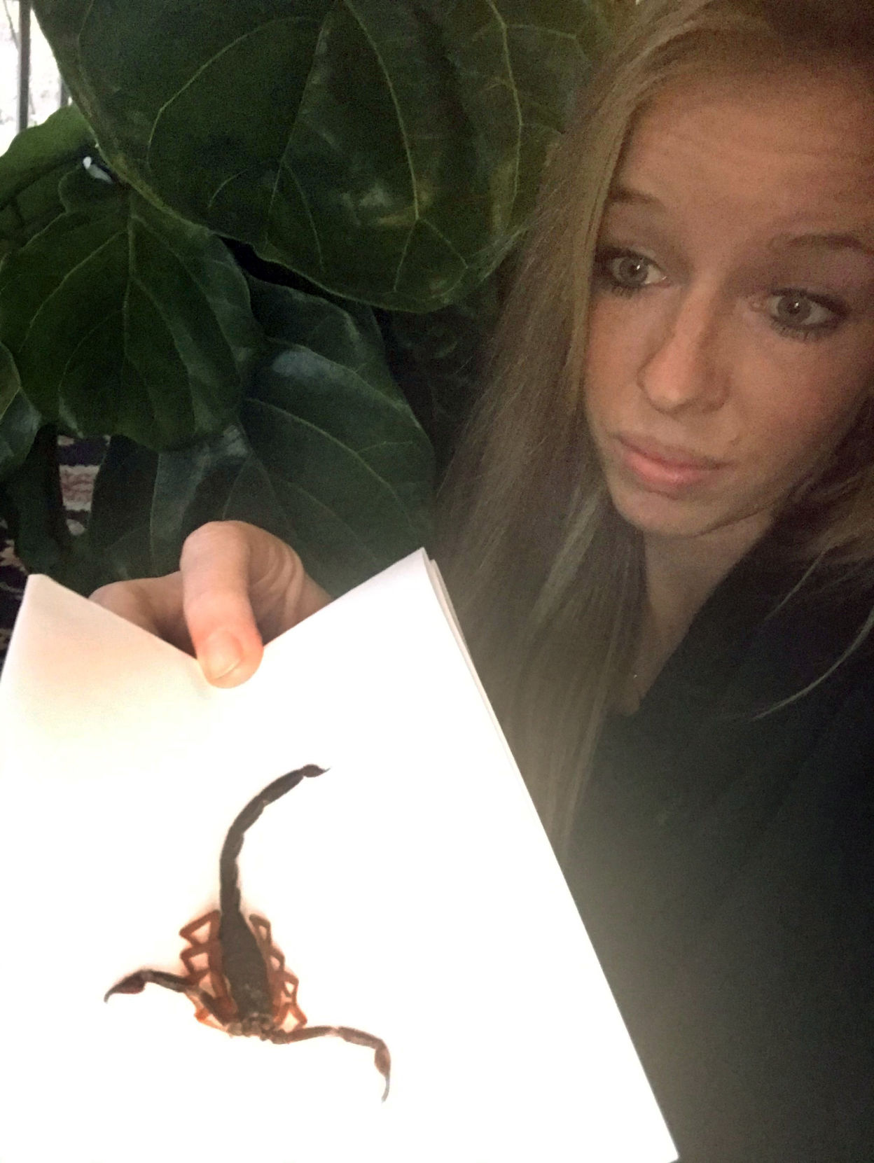 Scorpion